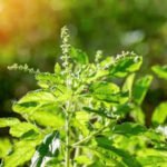 This is what happens when you offer water to Tulsi daily |