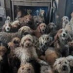 250 dogs rescued from single overcrowded home as breeding crisis worsens across England and Wales