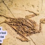 70-million-year-old Moroccan dinosaur fossil reveals an ancient link between continents