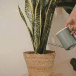 Do snake plants really attract snakes: Understanding the truth about their appearance and why they are linked to snakes |