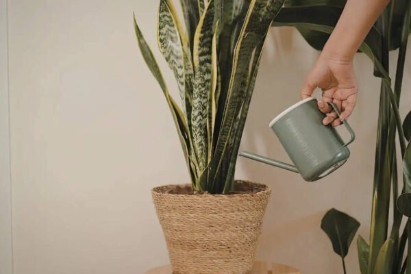 Do snake plants really attract snakes: Understanding the truth about their appearance and why they are linked to snakes |