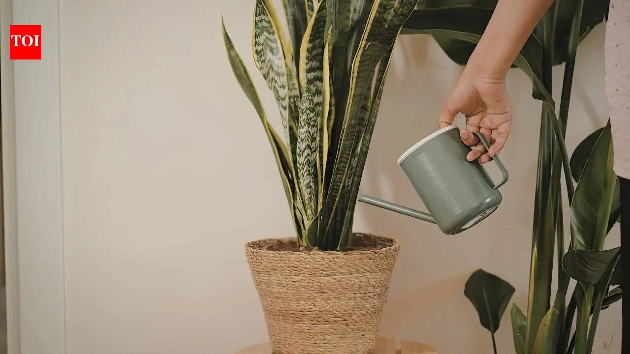 Do snake plants really attract snakes: Understanding the truth about their appearance and why they are linked to snakes |