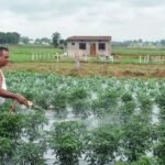 Fertiliser support: Cabinet clears Rs 41,534 crore nutrient-based subsidy for Kharif 2026; DAP price kept unchanged