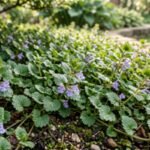The science of killing Creeping Charlie: What actually works |