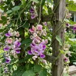Stop using red feeders: This overlooked vine keeps hummingbirds in your yard all summer |
