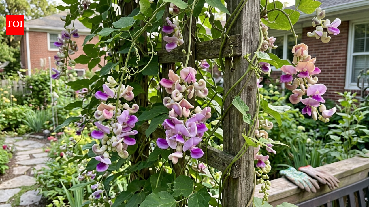 Stop using red feeders: This overlooked vine keeps hummingbirds in your yard all summer |