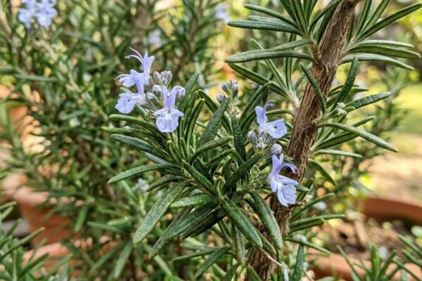 Why your rosemary always dies (and the soil fix you need) |