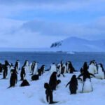 Antarctica has no cities, no people, and no permanent life: Here’s why humans can’t stay there forever | World News