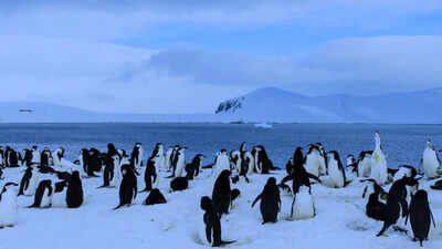 Antarctica has no cities, no people, and no permanent life: Here’s why humans can’t stay there forever | World News
