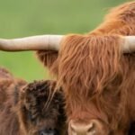 UK farmer plans to breed ‘less photogenic’ Highland cows to stop tourists and influencers filming them