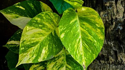 Do money plants really attract insects? The truth might surprise you |