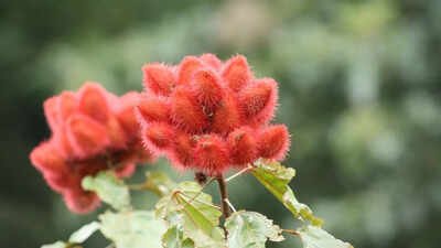How to grow ‘sindoor’ plant at home for natural red colour and multiple benefits |