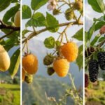 5 rare wild fruits of Nepal you must try once in your life