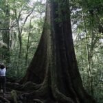 New Mahogany species found in Zanzibar: Threat looms over them as fewer than 30 trees remain |