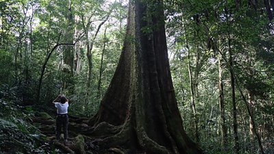 New Mahogany species found in Zanzibar: Threat looms over them as fewer than 30 trees remain |