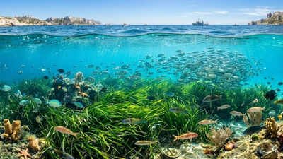 The Marseille miracle: how cutting pollution brought the sea back to life | World News