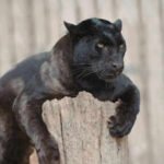 Top 10 wildlife sanctuaries in India to spot the Black Panther: From Kabini Wildlife Sanctuary to Pench National Park |