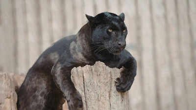 Top 10 wildlife sanctuaries in India to spot the Black Panther: From Kabini Wildlife Sanctuary to Pench National Park |