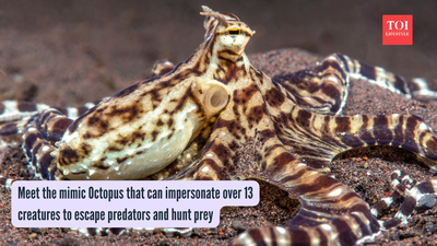 Meet the mimic Octopus that can impersonate over 13 creatures to escape predators and hunt prey