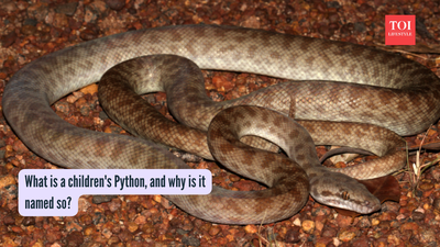 What is a children's Python, and why is it named so? |