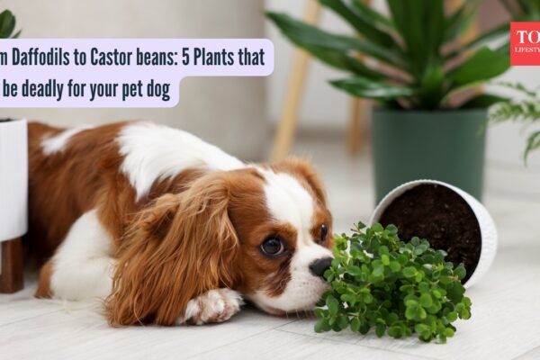 5 Plants that can be deadly for your pet dog