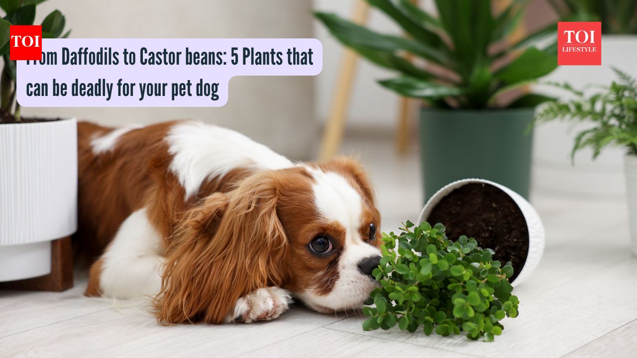 5 Plants that can be deadly for your pet dog