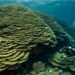 Over 2,050 years old: Meet the massive coral that predates the Roman Empire |