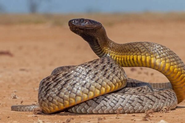 How to identify an Inland Taipan snake: Key features, habitat clues, and more