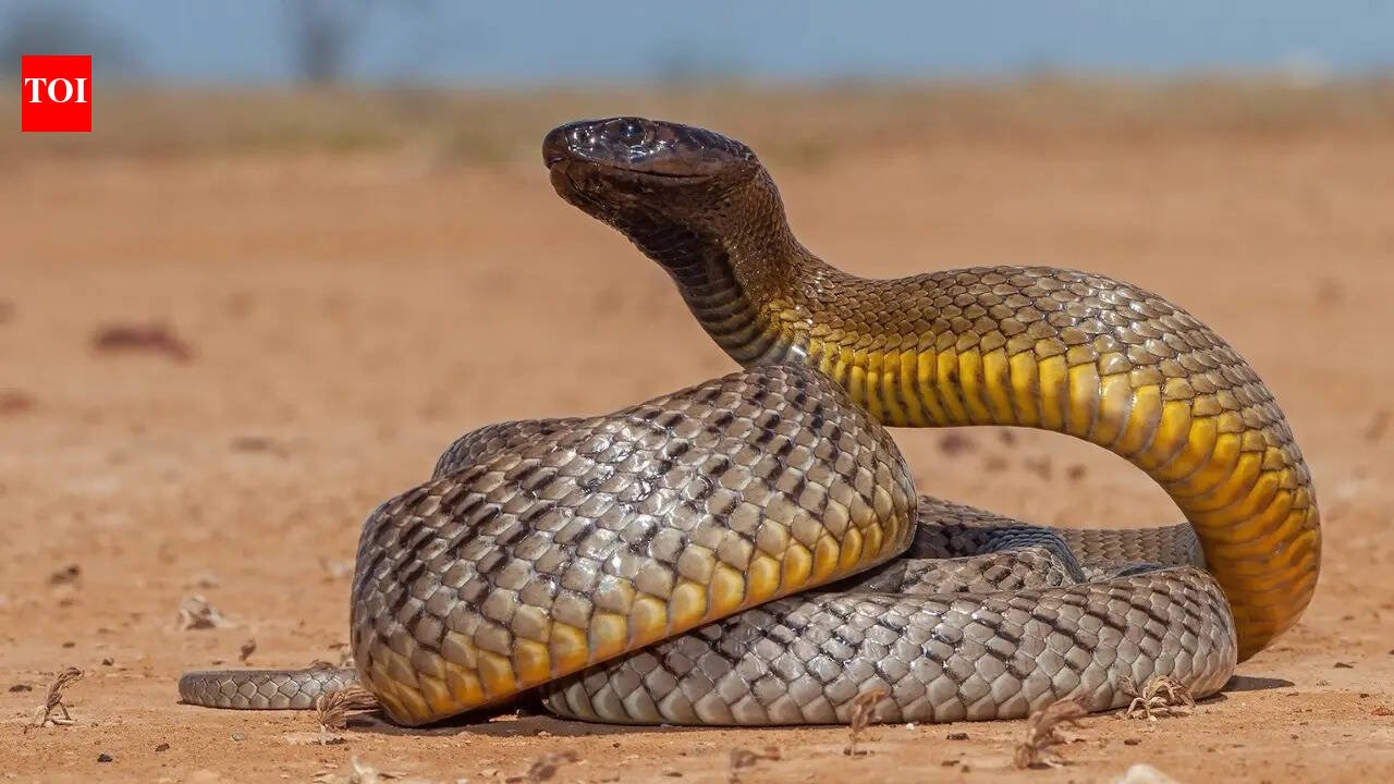 How to identify an Inland Taipan snake: Key features, habitat clues, and more