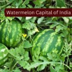 How to reach the ‘Watermelon Capital of India’ and experience the sweetest summer escape