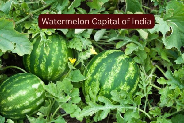 How to reach the ‘Watermelon Capital of India’ and experience the sweetest summer escape
