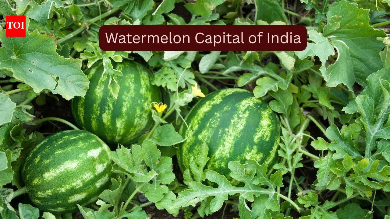How to reach the ‘Watermelon Capital of India’ and experience the sweetest summer escape