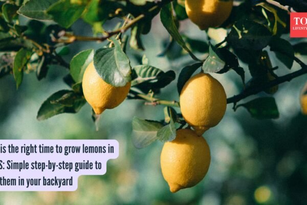 Lemons Growing Tips: What is the right time to grow lemons in the US: Simple step-by-step guide to grow them in your backyard