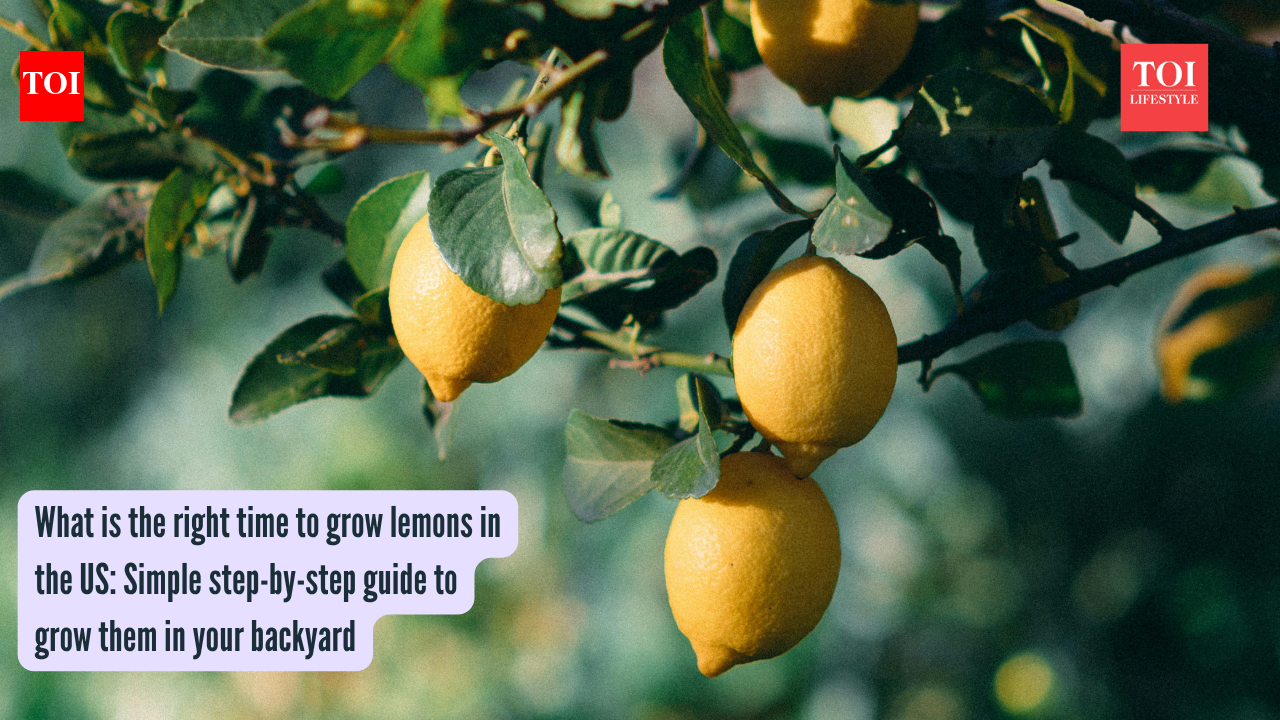Lemons Growing Tips: What is the right time to grow lemons in the US: Simple step-by-step guide to grow them in your backyard