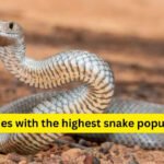 10 countries with the highest snake populations and what travellers must know before visiting