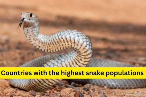 10 countries with the highest snake populations and what travellers must know before visiting