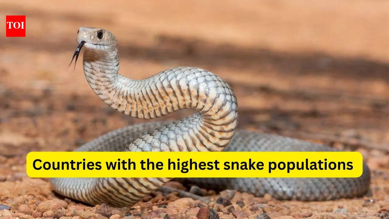 10 countries with the highest snake populations and what travellers must know before visiting