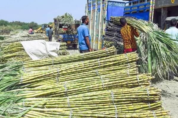 Sugarcane price hike: Govt raises FRP to Rs 365/quintal for 2026-27, farmers to benefit from higher returns