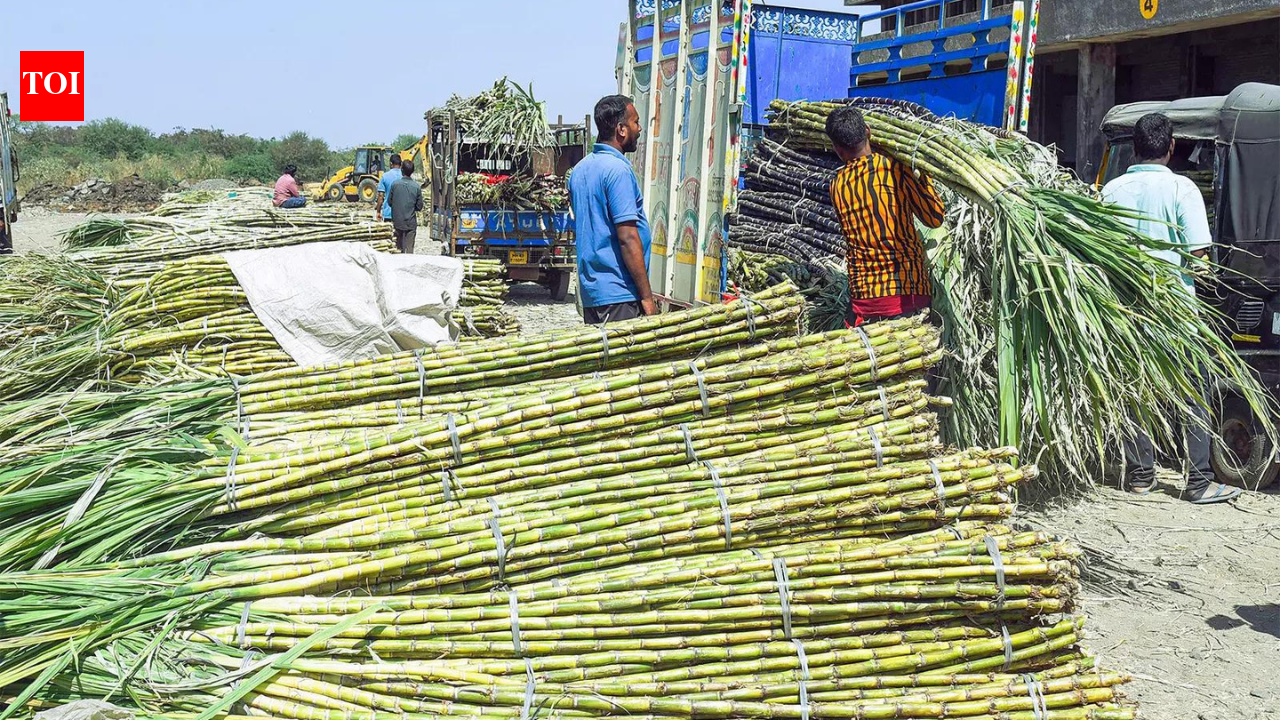 Sugarcane price hike: Govt raises FRP to Rs 365/quintal for 2026-27, farmers to benefit from higher returns
