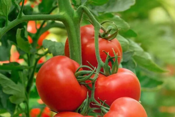Growing tomatoes this season? Here's what you need to know before you plant |