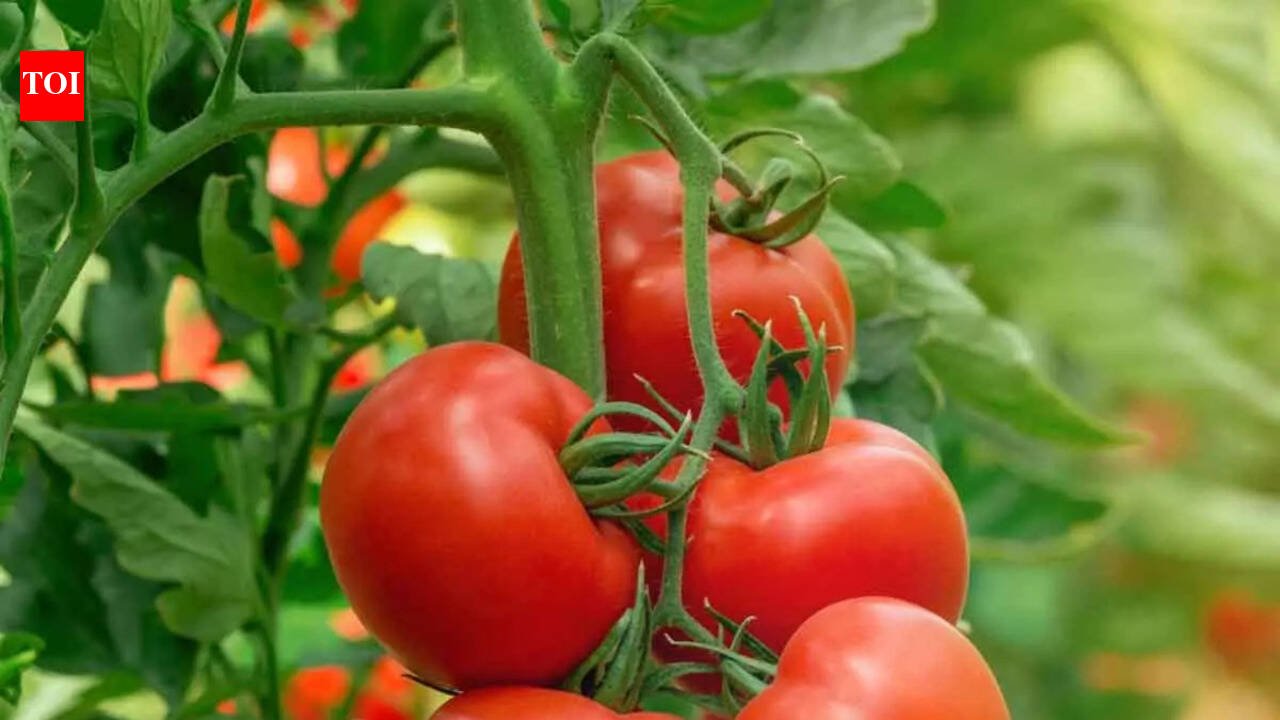 Growing tomatoes this season? Here's what you need to know before you plant |