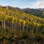 Utah's giant aspen colony is just one tree hiding in plain sight |