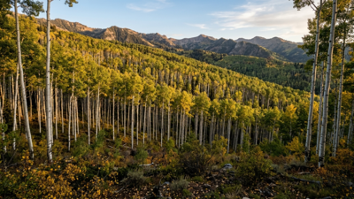 Utah's giant aspen colony is just one tree hiding in plain sight |