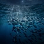 The ocean's biggest secret happens while you are asleep |
