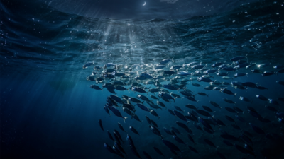 The ocean's biggest secret happens while you are asleep |