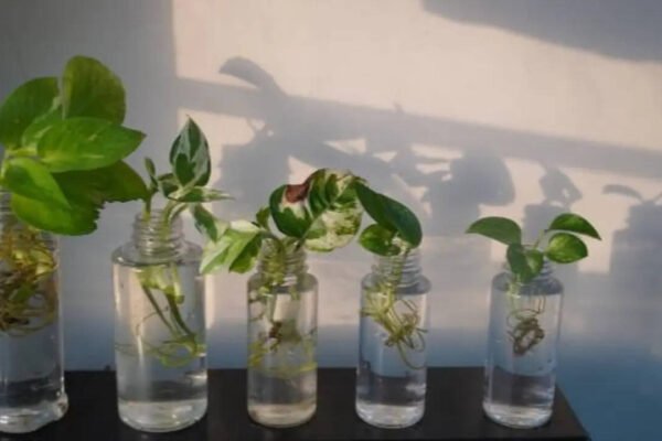 Beautiful plants you can grow without soil