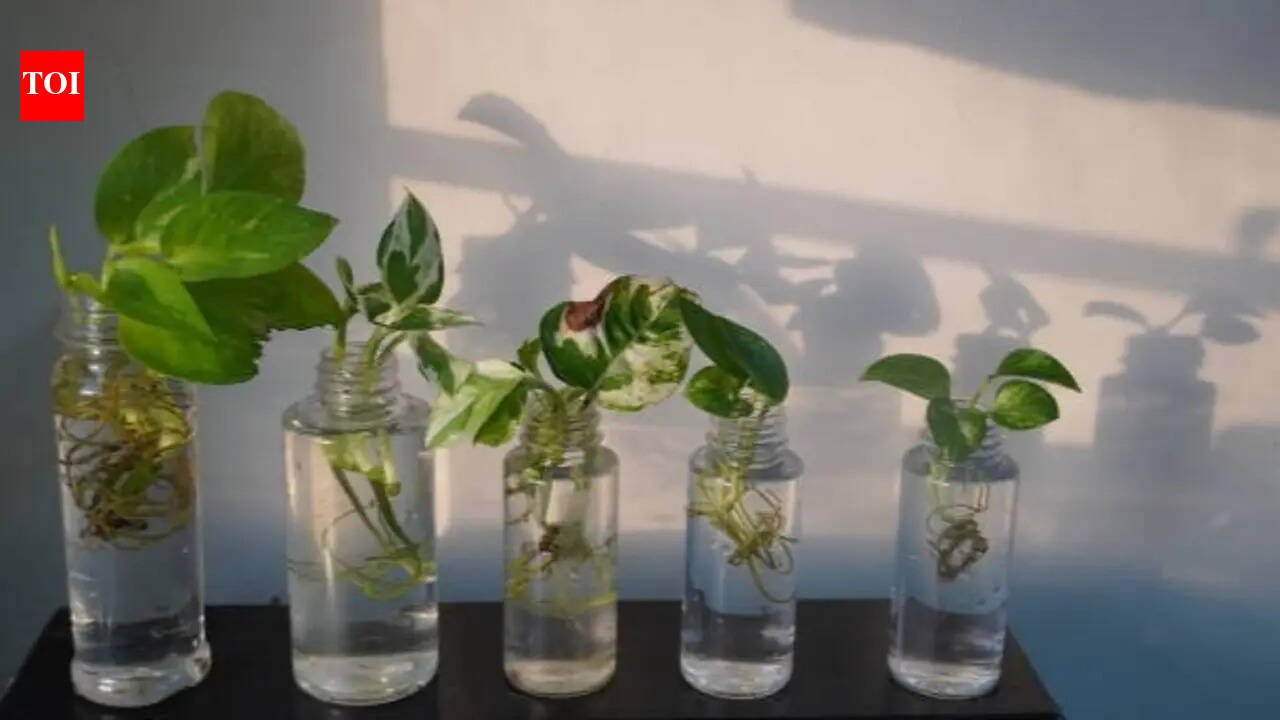 Beautiful plants you can grow without soil