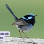 5 stunning birds that visit India every summer