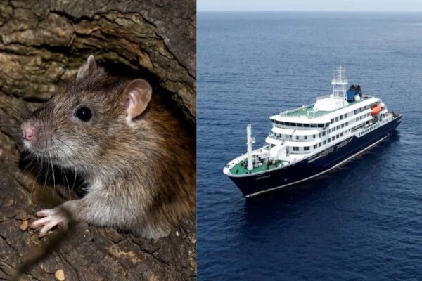 Hantavirus outbreak: WHO warns 12 countries after South Atlantic cruise ship confirmed cases; raising global travel health concerns |