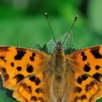 Plant these two stunning flowers in may and watch butterflies flock all summer |